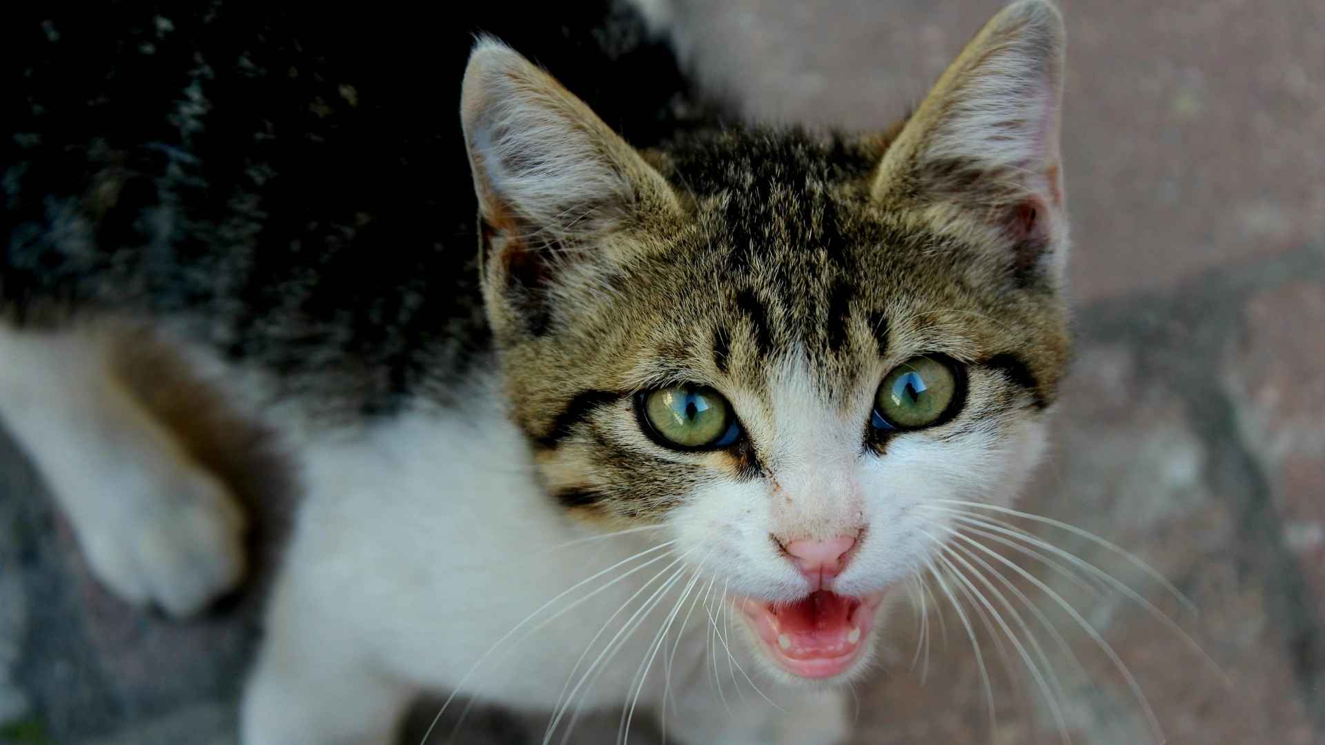 gatito maullando
